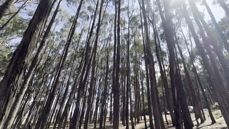 Sunlight filtering through a tranquil forest