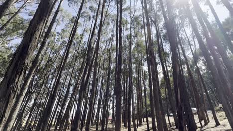 sunlight filtering through a tranquil forest