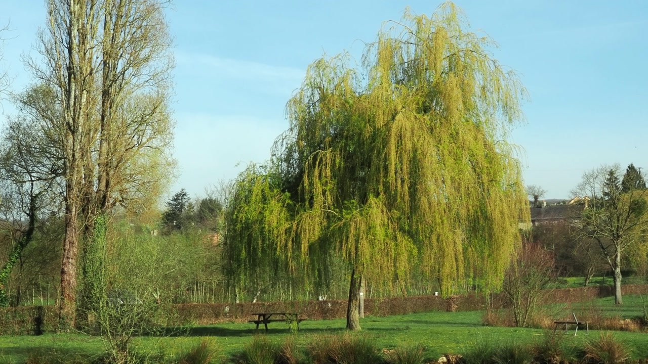 View of a weeping willow tree just beginning to be covered in fresh spring leaves.