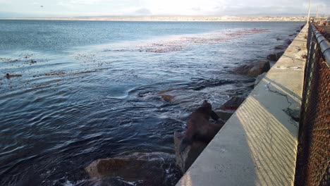 Gimbal-shot-of-a-sea-lion-posing-on-a-rock-with-sea-otters-nearby-in-Monterey,-California