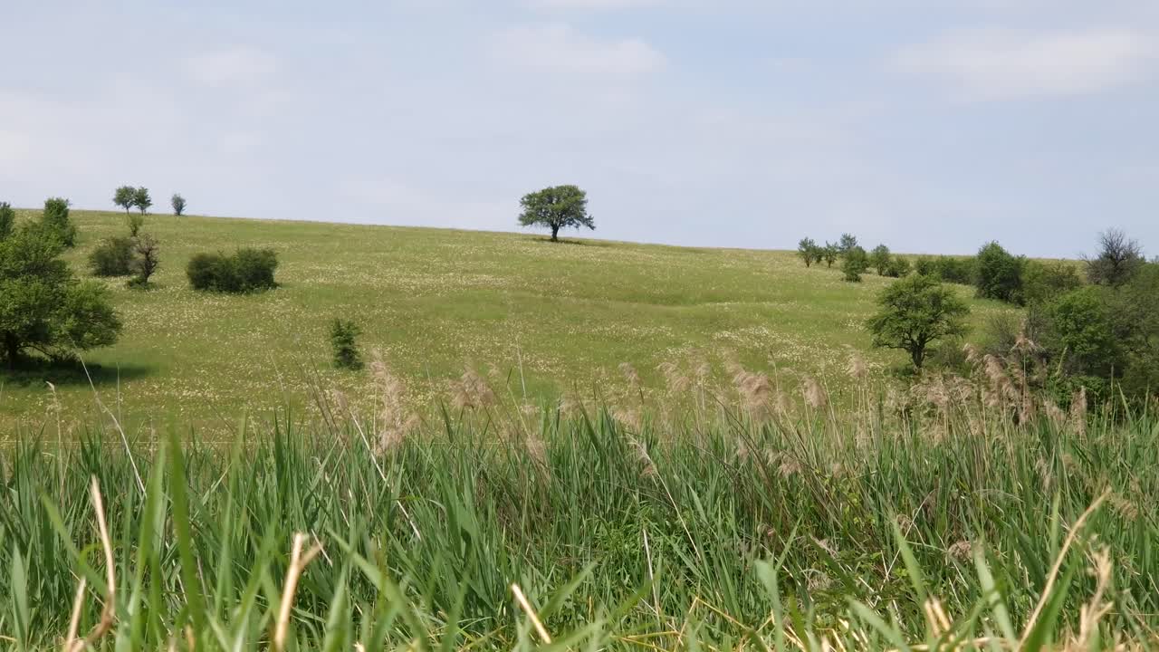 Lonely tree in a vast green meadow