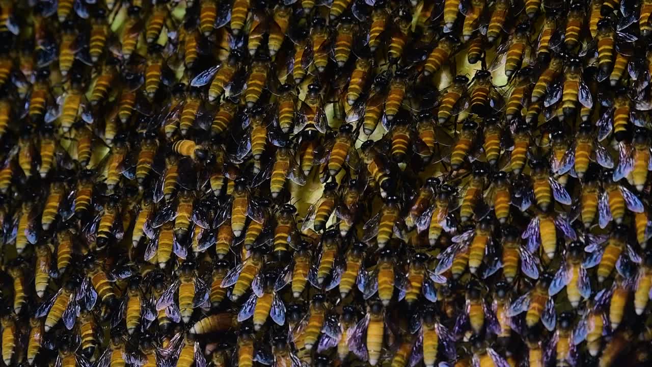 se sabe que las abejas melíferas gigantes construyen grandes colonias de nidos con bolsillos simétricos hechos de cera para almacenar miel como fuente de alimento.