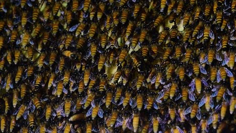 Se-Sabe-Que-Las-Abejas-Melíferas-Gigantes-Construyen-Grandes-Colonias-De-Nidos-Con-Bolsillos-Simétricos-Hechos-De-Cera-Para-Almacenar-Miel-Como-Fuente-De-Alimento.