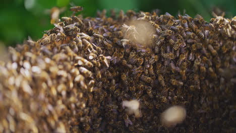 Toma-Muy-Cercana-De-Abejas-Trabajadoras-En-La-Colmena.