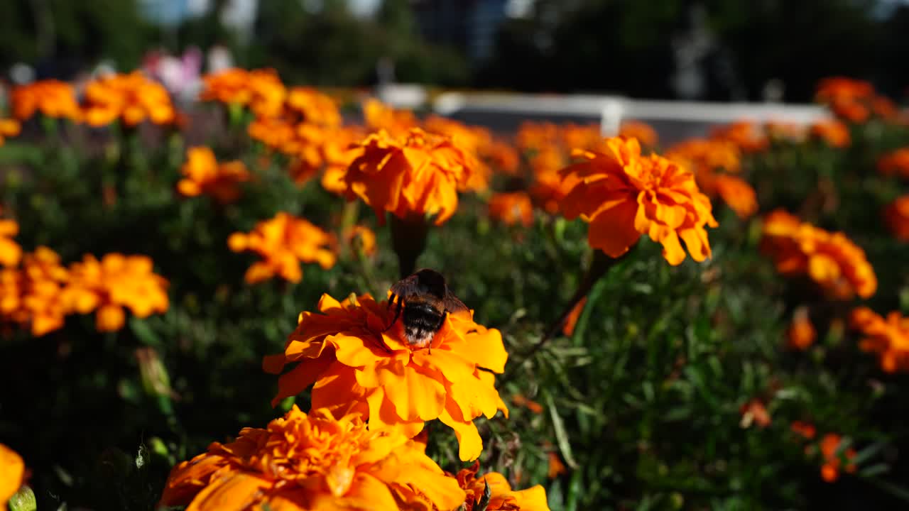 Ape che si posa su fiori arancioni vivaci nel giardino di Albert Park durante una giornata di sole ad Auckland