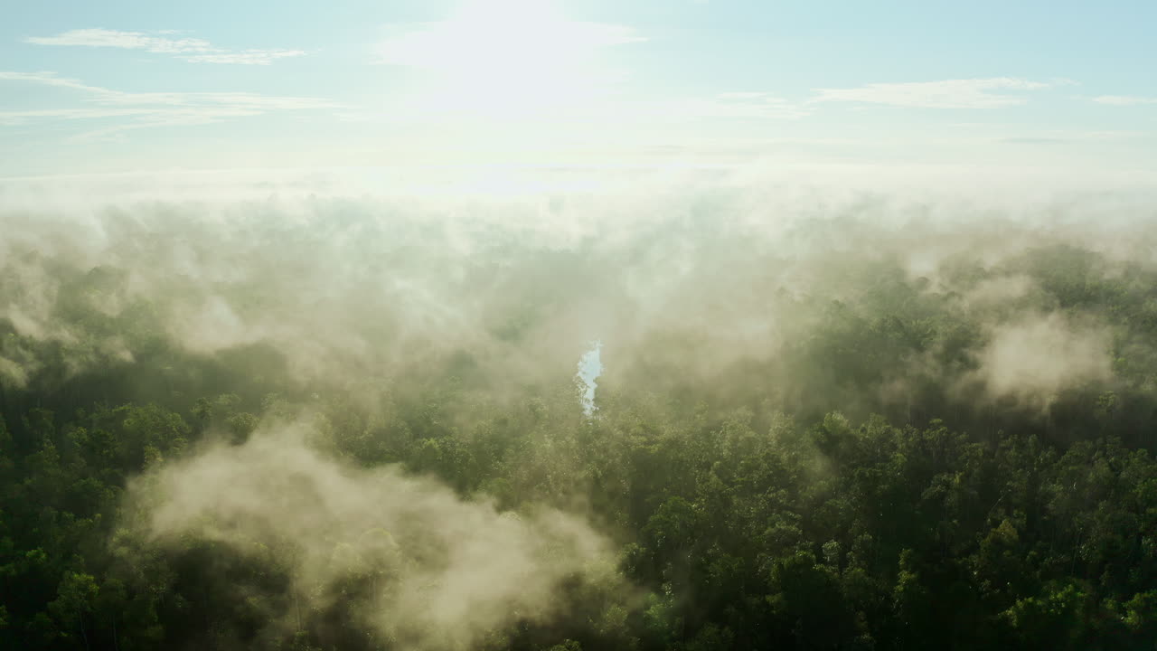 위쪽의 안개 숲