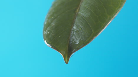 Gotas-De-Agua-Gotean-De-La-Hoja-Verde-Sobre-El-Fondo-Azul