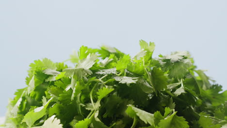 fresh coriander