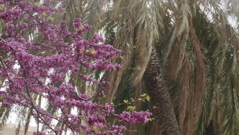 Tree-branches-fluttering-on-wind