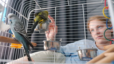 girl watching parakeets in a cage