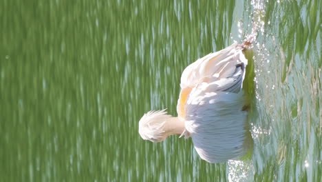 pelican in the water