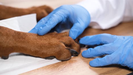 veterinarian examining dog's paw