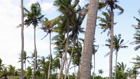 Árboles-De-Coco-En-Un-Día-Tropical-Ventoso-En-Bali