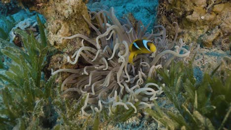anemone and clownfish. red sea.