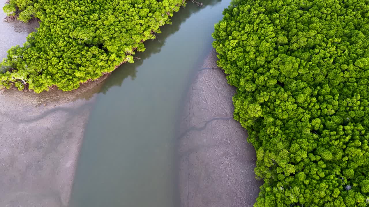 Drone footage captures vibrant green mangroves lining a winding river under soft natural light in Port Douglas
