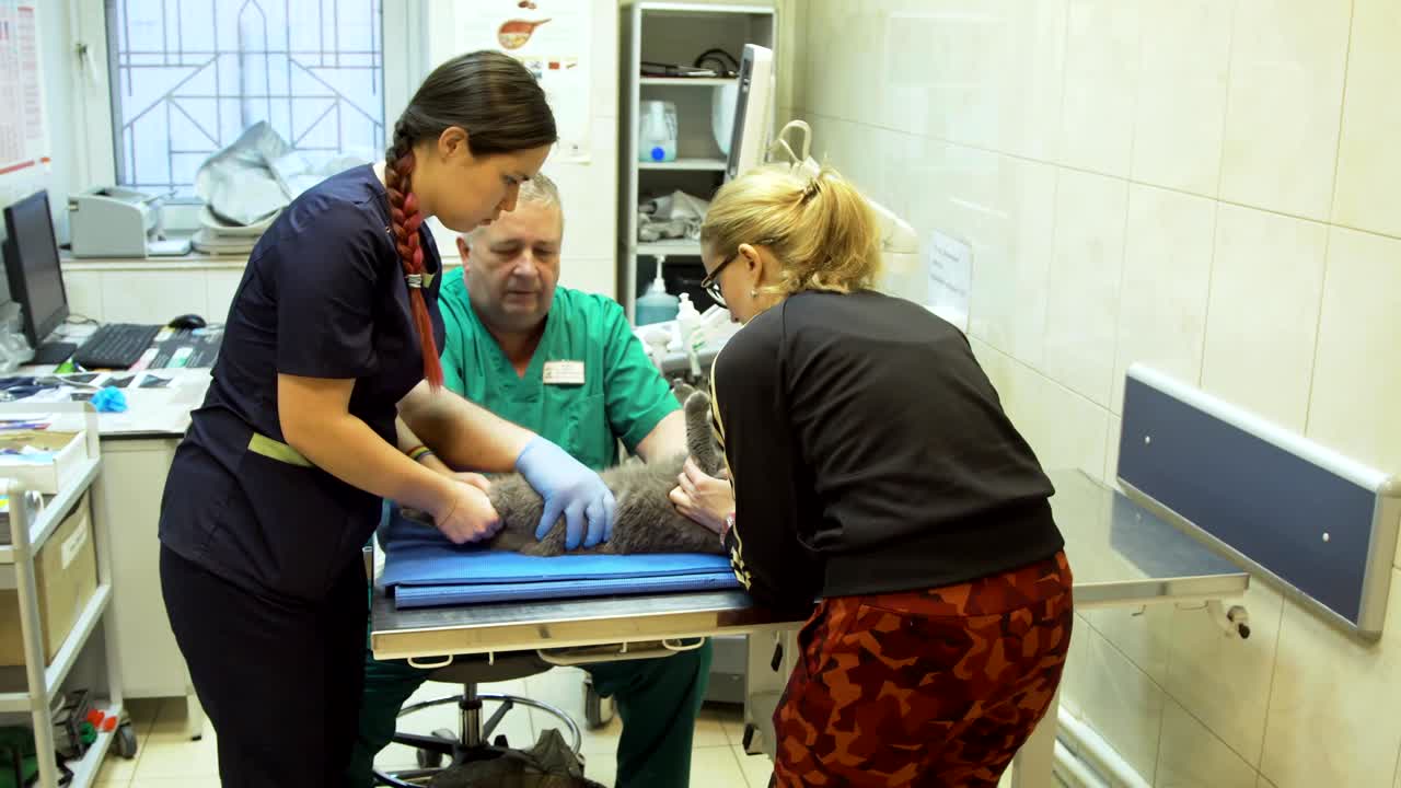 gato en la clínica veterinaria