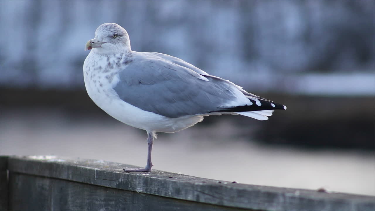 A lone seagull perched on a dock railing on the coast of Maine