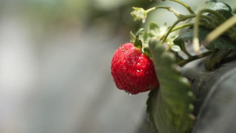 Close up of a single strawberry on a bush with a droplet of water dripping from the bottom of it