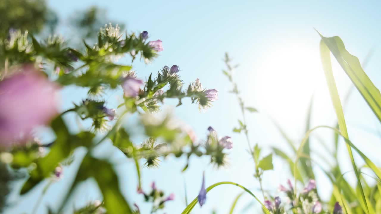 푸른 하늘을 배경으로 바람에 흔들리는 햇빛을 직접 비추는 야생화, 클로즈업