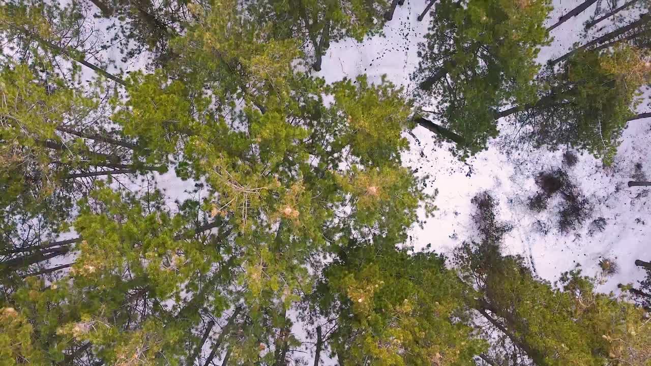 Drone shot above tall green trees in winter