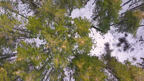 drone shot above tall green trees in winter