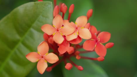primer plano de las flores ixora chinas que florecen vívidamente en el jardín