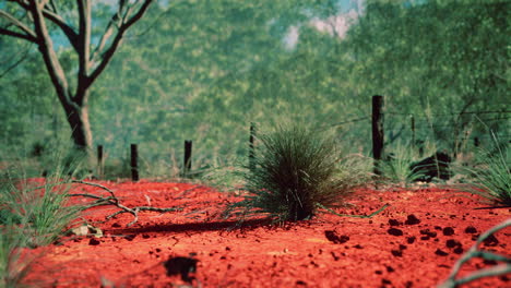 arbusto australiano con árboles en arena roja