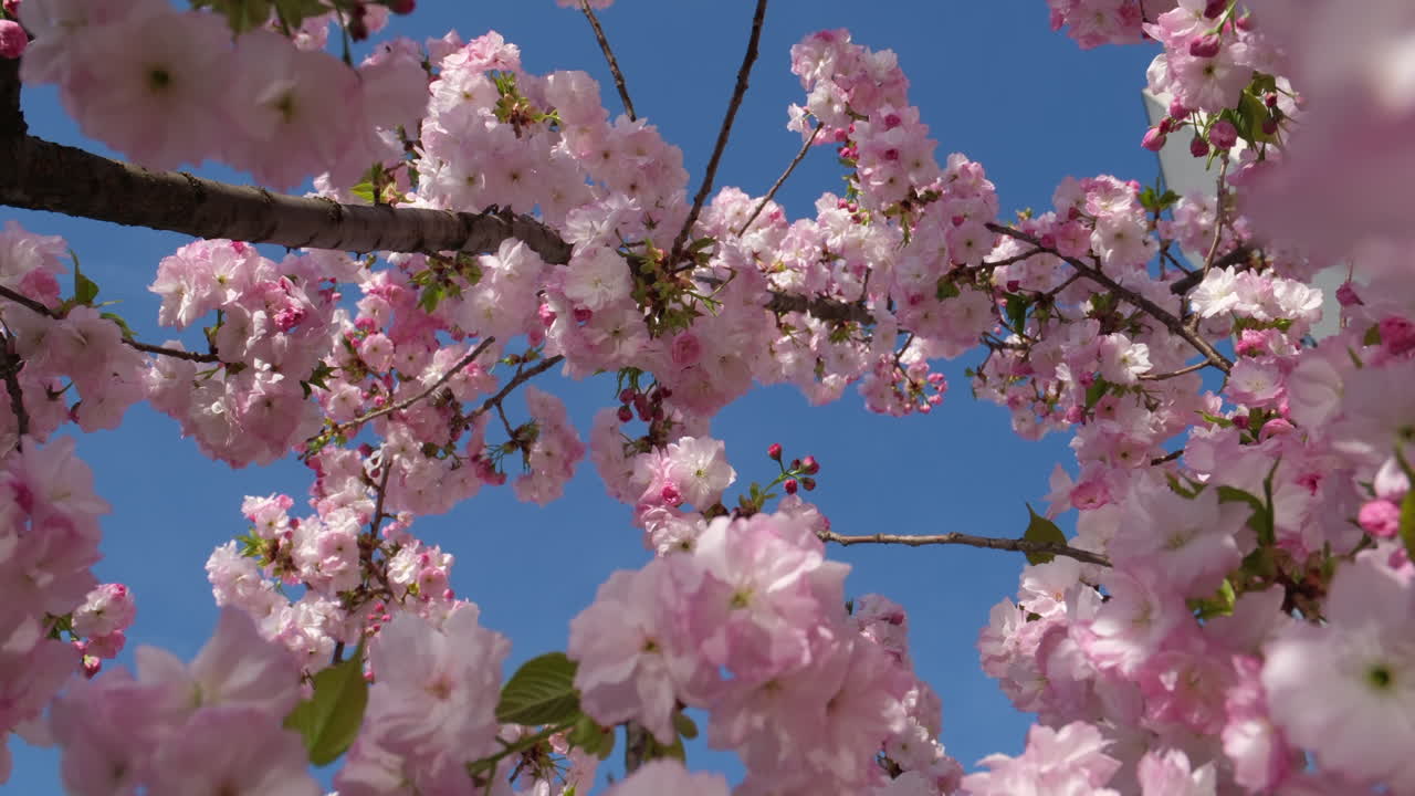 las delicadas flores de cerezo estallan en flor contra un cielo azul claro, anunciando la llegada de la primavera