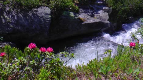 alpine roses in austria along a fast-flowing stream