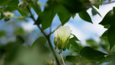 pollinating bee on white flower of levant cotton plant in bloom