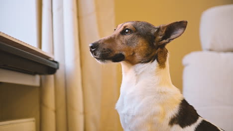 la telecamera mette a fuoco un cane seduto sul pavimento che guarda fuori dalla finestra 1