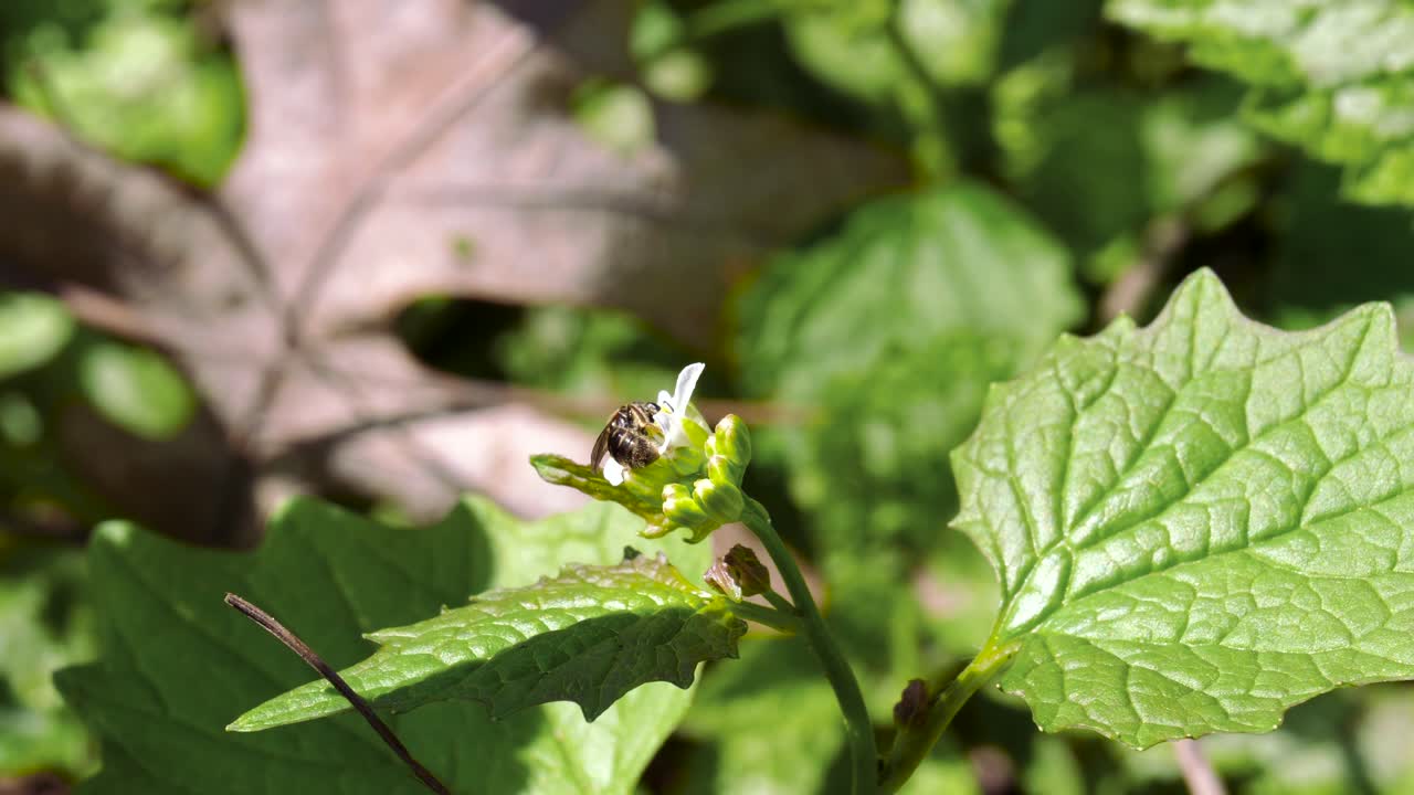 abeja avispa recogiendo polen de pequeña flor blanca - ontario, canadá
