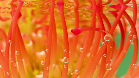 close-up of a pincushion protea flower under water