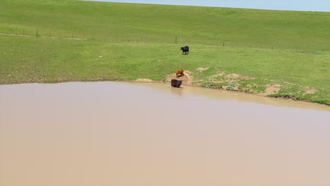 cows standing in a pond, farm animals by watering hole