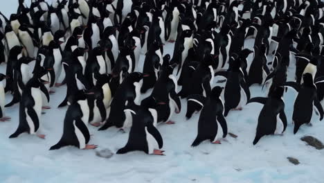 large gentoo penguin colony on snow