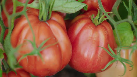 Pan-of-ox-heart-tomatoes-hanging-on-green-stems,-in-a-greenhouse,-close-up