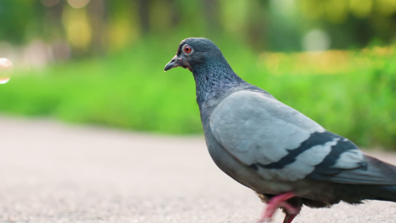 Pájaro en un entorno de parque vibrante, primer plano de paloma con un exuberante fondo borroso y toques de luz brillantes, imagen de perfil cautivadora de un pájaro en medio de un paisaje de parque de enfoque suave con reflejos brillantes