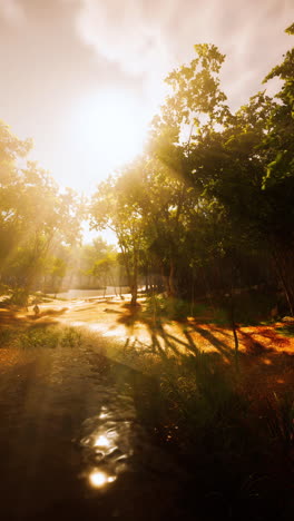 sunlight streaming through trees in a lush forest