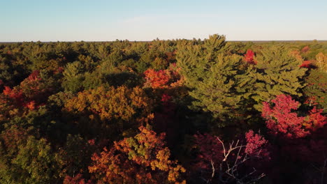 Vuelo-De-Drones-Sobre-Hermosas-Y-Coloridas-Copas-De-árboles-De-Otoño