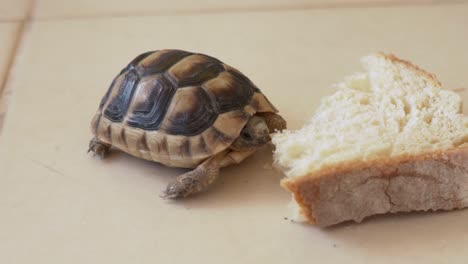 Nahaufnahme-Einer-Statischen-Aufnahme-Einer-Leopardenschildkröte,-Die-Auf-Einem-Einfachen-Hintergrund-Nach-Einem-Stück-Brot-Greift