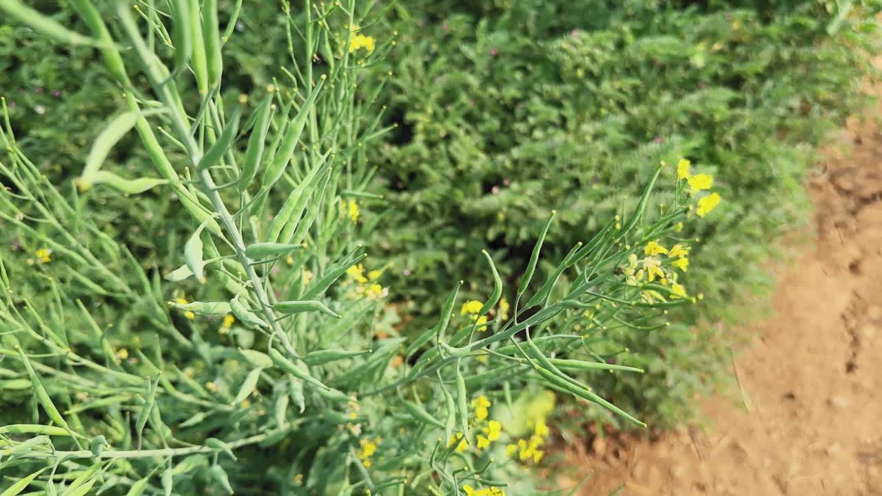 Vista cercana de una rama de planta de mostaza llena de vainas de semillas verdes y flores amarillas meciéndose suavemente con la brisa, en un campo agrícola rural que muestra el crecimiento de cultivos de oleaginosas.
