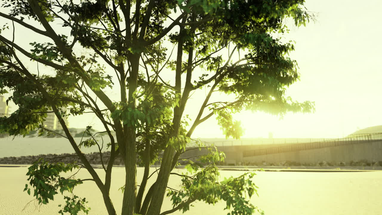 Sunrise gently illuminating a riverside tree surrounded by urban beauty