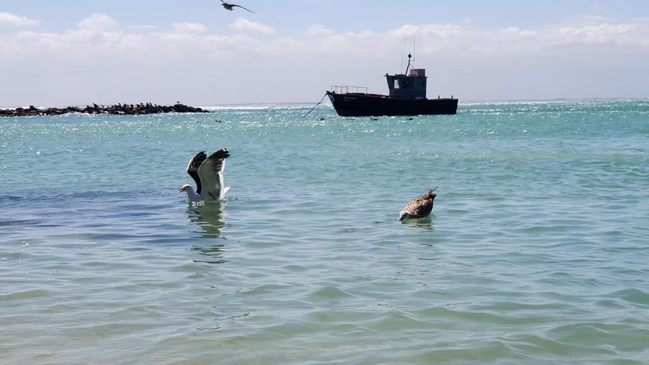A Black Backed gull grabs some fish guts from a calm sea off a South African beach