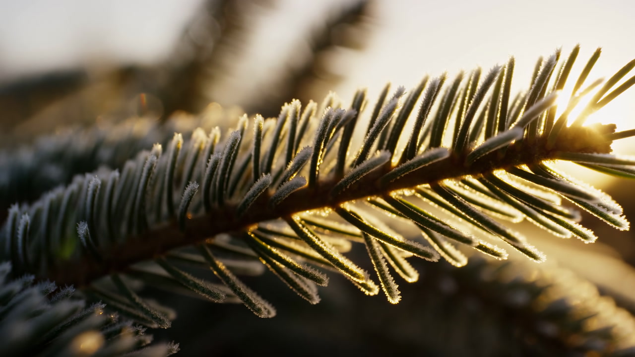 Frosted Pine Needles At Sunrise, Golden Backlight Closeup, Delicate Ice Beads On Evergreen Needles, Macro
