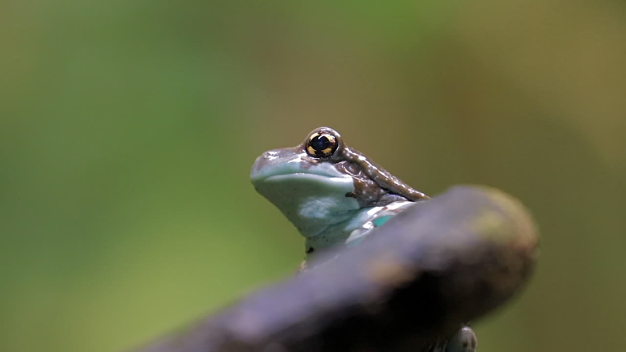 молочная лягушка, отдыхающая на камне