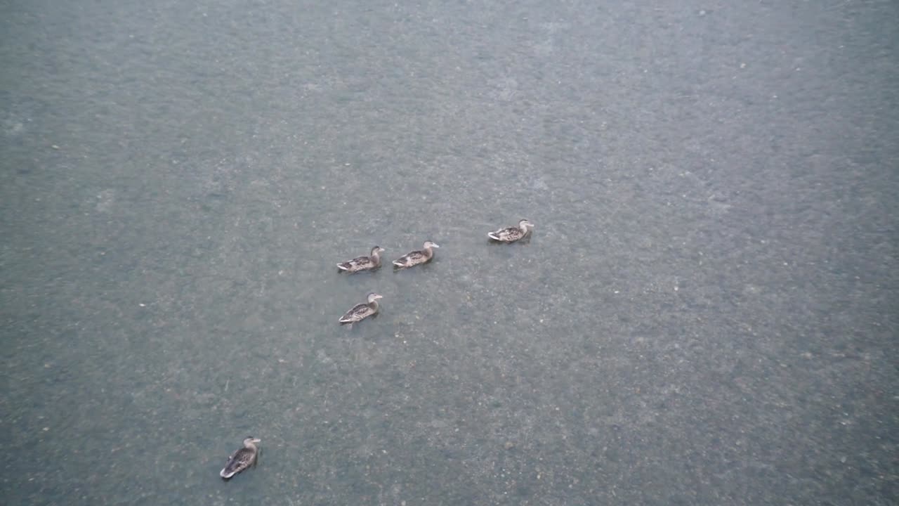cinco patitos nadando en el agua clara del río kamogawa en la prefectura de kyoto, japón