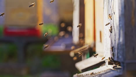 Bienen-Fliegen-Mit-Blütenpollen-In-Den-Bienenstock