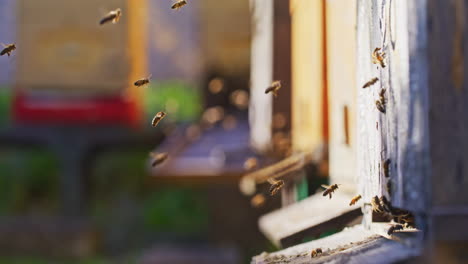 bees fly into hive with flower pollen