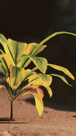 closeup of a lush green and yellow plant with sunlight shining on the leaves