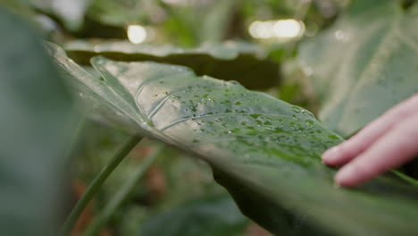 Close-up-of-a-Caucasian-young-girl-stroking-her-fingers-along-a-tropical-green-leaf-that-has-fresh-water-drops-on-the-surface